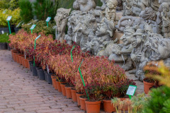 Byliny-wilczomlecze-Szkolka-Hortulus