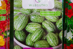 Ogorek-meksykanski-Legutko-Ogrody-Hortulus