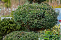 Rosliny-formowane-Hortulus