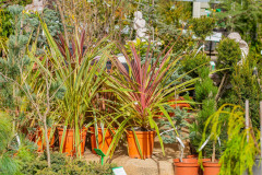 Rosliny-ozdobne-Hortulus