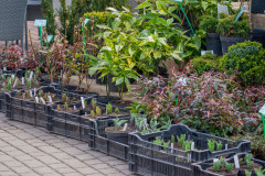 Tulipany-w-doniczkach-Hortulus