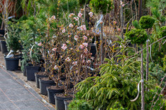 centrum-ogrodnicze-Hortulus-w-Dobrzycy