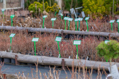 centrum-ogrodnicze-hortulus