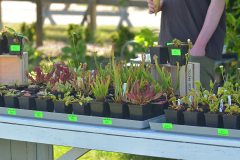 ogrody-hortulus-spectabilis-kwiaty-jadalne-kwiatostan-35