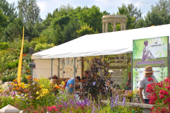 kwiatostanbn-fioletowy-relax-ogrody-hortulus-pomorze-zachodnie
