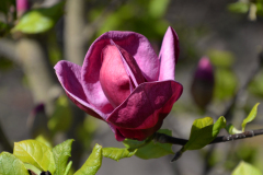 DSC_9591xs