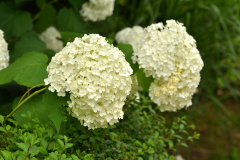 hortensje-szkolka-hortulus
