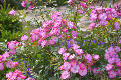 Ogrod-pelen-kolorow-Hortulus-Spectabilis