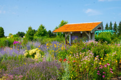 kwitnaca-lawenda-ogrod-botaniczny-polska