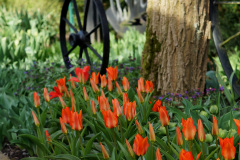 tulipany-w-ogrodzie