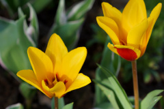 najpiekniejsze-odmiany-tulipanow
