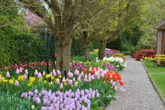 tulipanowy-raj-w-ogrodach-hortulus-w-dobrzycy