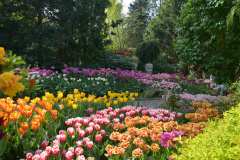 morze-tulipanow-w-ogrdoach-hortulus-w-dobrzycy