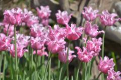 festiwal-tulipanow-hortulus