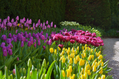 ogrody-kwitnacych-tulipanow-kolobrzeg