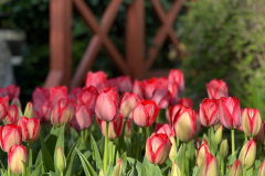 tulipany-w-ogrodzie-rozowe