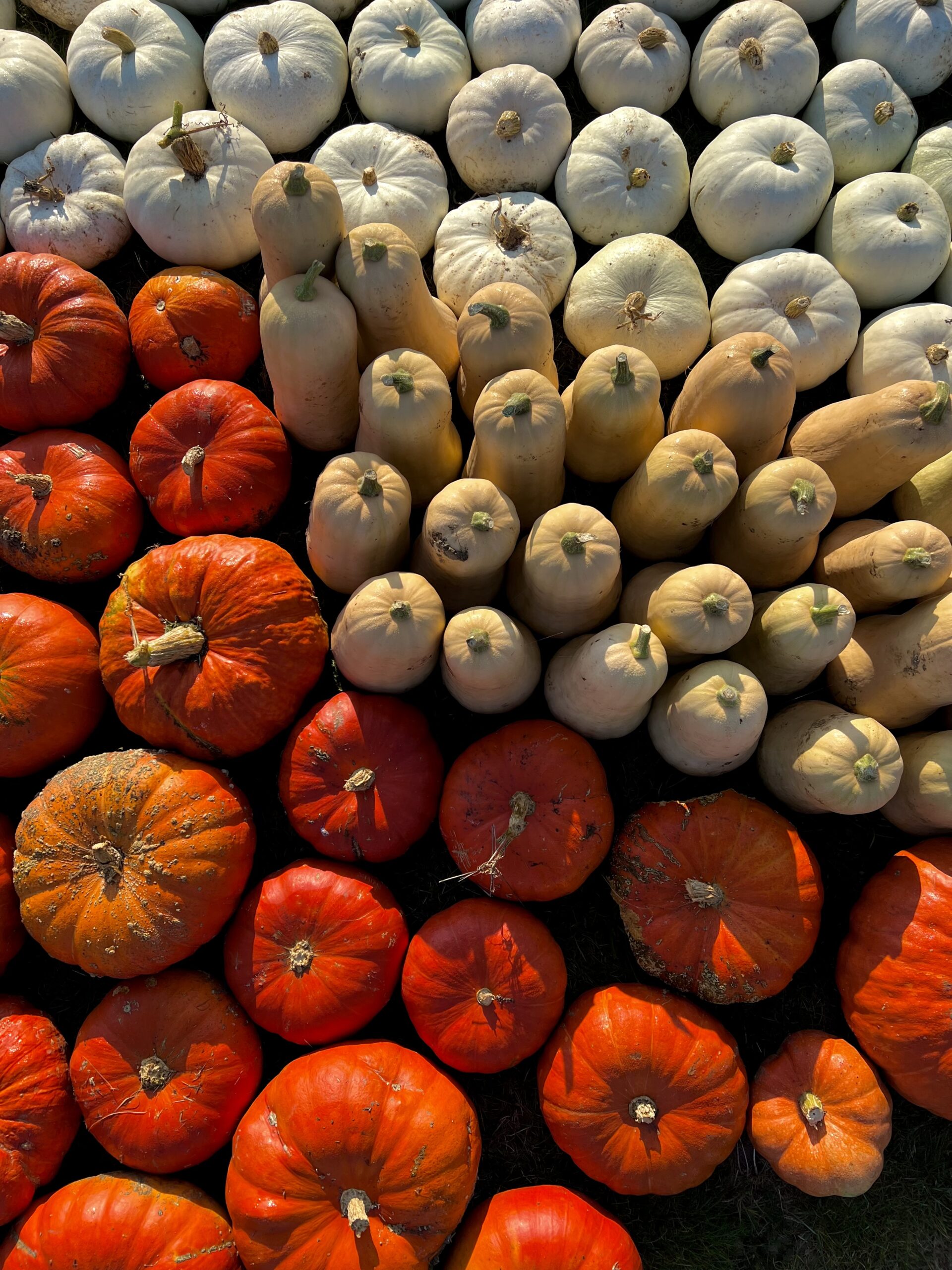 Rusza Spektakularna Dyniowa Farma w Ogrodach Hortulus Spectabilis!